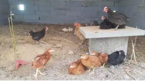 济南上百只鸡被活活咬死 到底是啥“怪兽”?