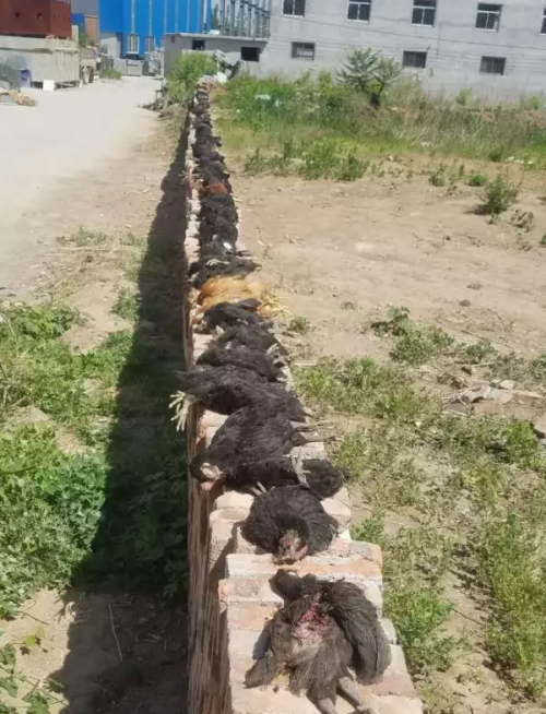 济南上百只鸡被活活咬死 到底是啥“怪兽”?