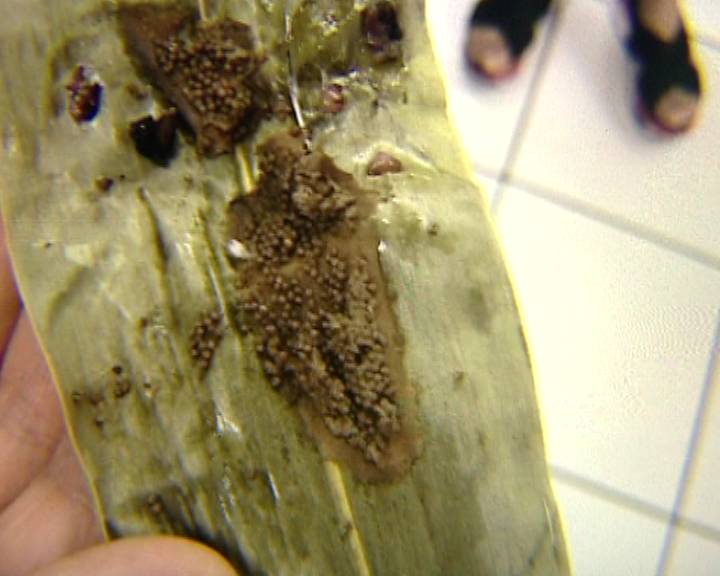 济南一市民从超市买粽子 竟然吃出一窝虫卵