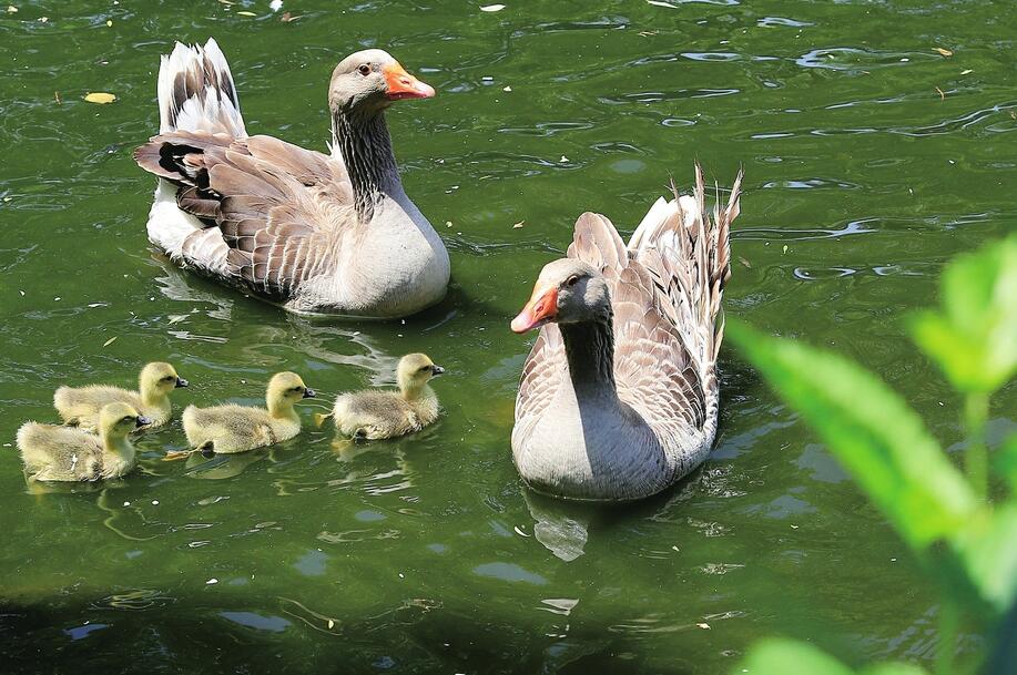 济南野生动物世界大雁添丁 4只小宝宝萌翻游客成风景