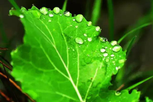 山东人这样过端午 最全习俗和节日美味都在这啦!