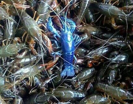 济南现“蓝色小龙虾” 海鲜市场鲜见 疑观赏虾混入