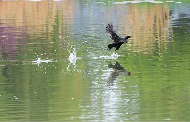 内河生态不断改善 珍稀禽类安家济南