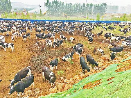 违建奶牛场业主拒绝配合 街办请专业“赶牛人”将牛挪窝