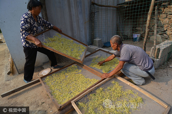 日照夫妻20年栽2万棵金银花遍布荒山 采摘期鲜有人问津