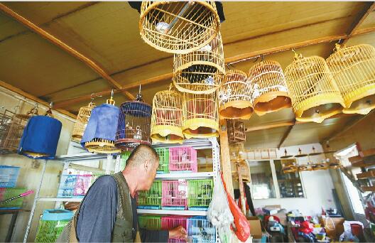 济南一下岗工人以卖鸟为生 50多只鸟深夜被盗损失上万元