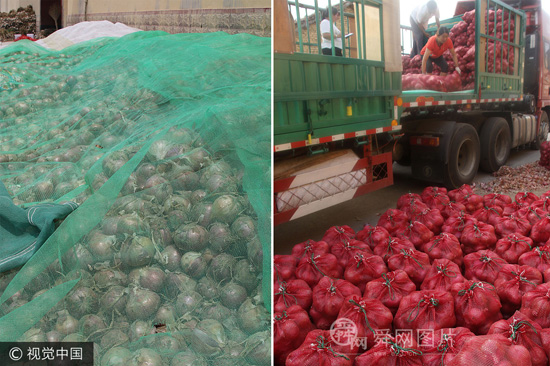 滨州:百万斤滞销洋葱全部售罄 菜农怕客户吃亏1袋多装1斤