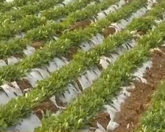 ������Ĥ1������ȫ���� �������ܼ��ţ��Ʒ��ϱ�׼