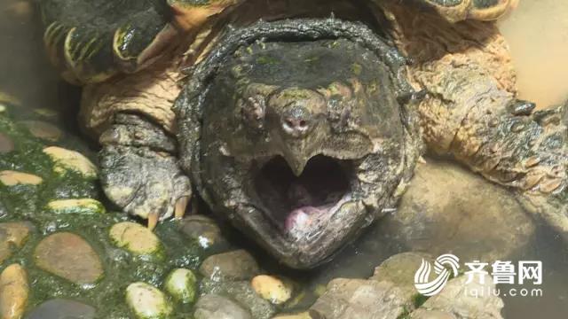 济南长清湖现80厘米长鳄鱼龟 专家：外来物种别放生