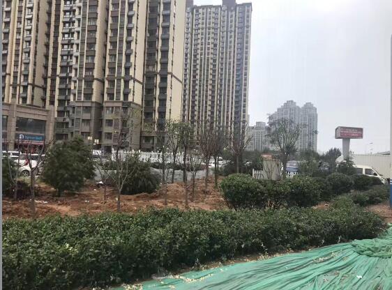 济南将军路违建拆除 40天建成6500平方米沿街花园