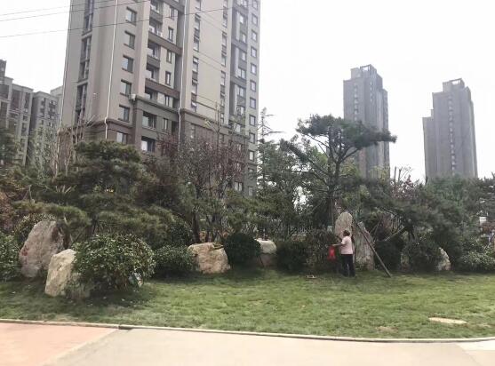 济南将军路违建拆除 40天建成6500平方米沿街花园