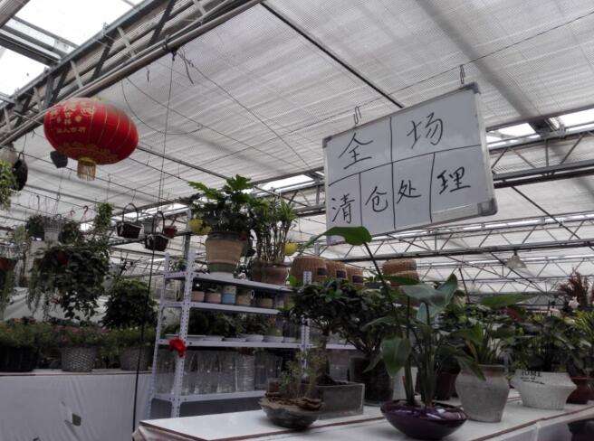 济南赤霞花卉市场下个月拆迁 管理方暂无异地重建计划