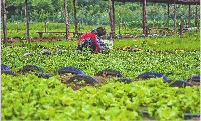 探访济南“田园综合体”之路:农旅融合让田园变“风景”