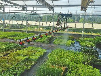 探访济南“田园综合体”之路:农旅融合让田园变“风景”