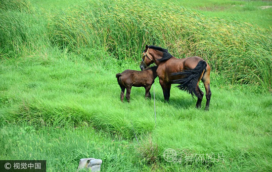 山东寿光一河流断流河底变成“大草原”