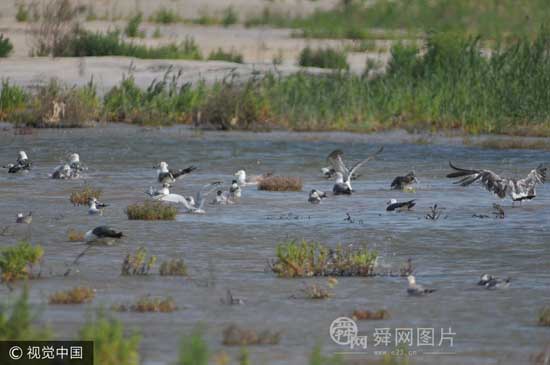 青岛：夏日高温候鸟翔集湿地 濒危黑嘴鸥现身滩涂