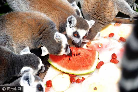 山东青岛：实拍高温下的野生动物 吃西瓜泡水池享空调