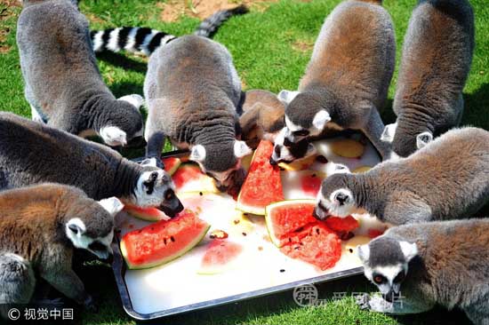 山东青岛：实拍高温下的野生动物 吃西瓜泡水池享空调