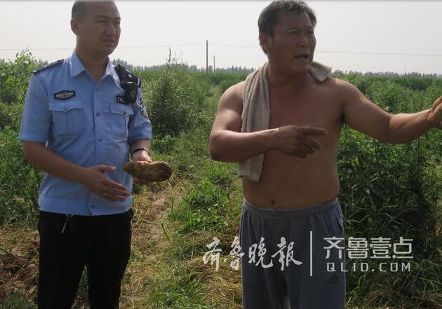 “地荒了”谣言散播 济宁汶上70亩土豆遭数百人抢挖
