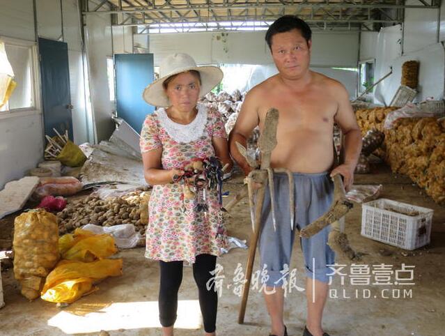 “地荒了”谣言散播 济宁汶上70亩土豆遭数百人抢挖