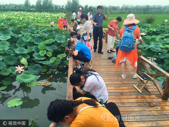 山东日照：百亩荷花竞绽放 引来千人钓龙虾