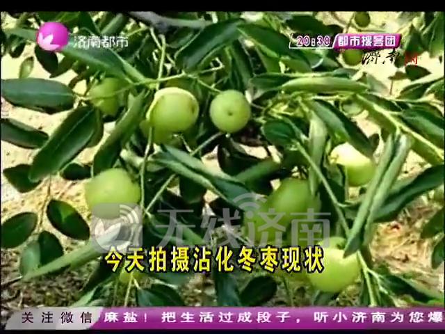 济南现在市场上的“沾化冬枣”是真的吗 记者调查让人大跌眼镜