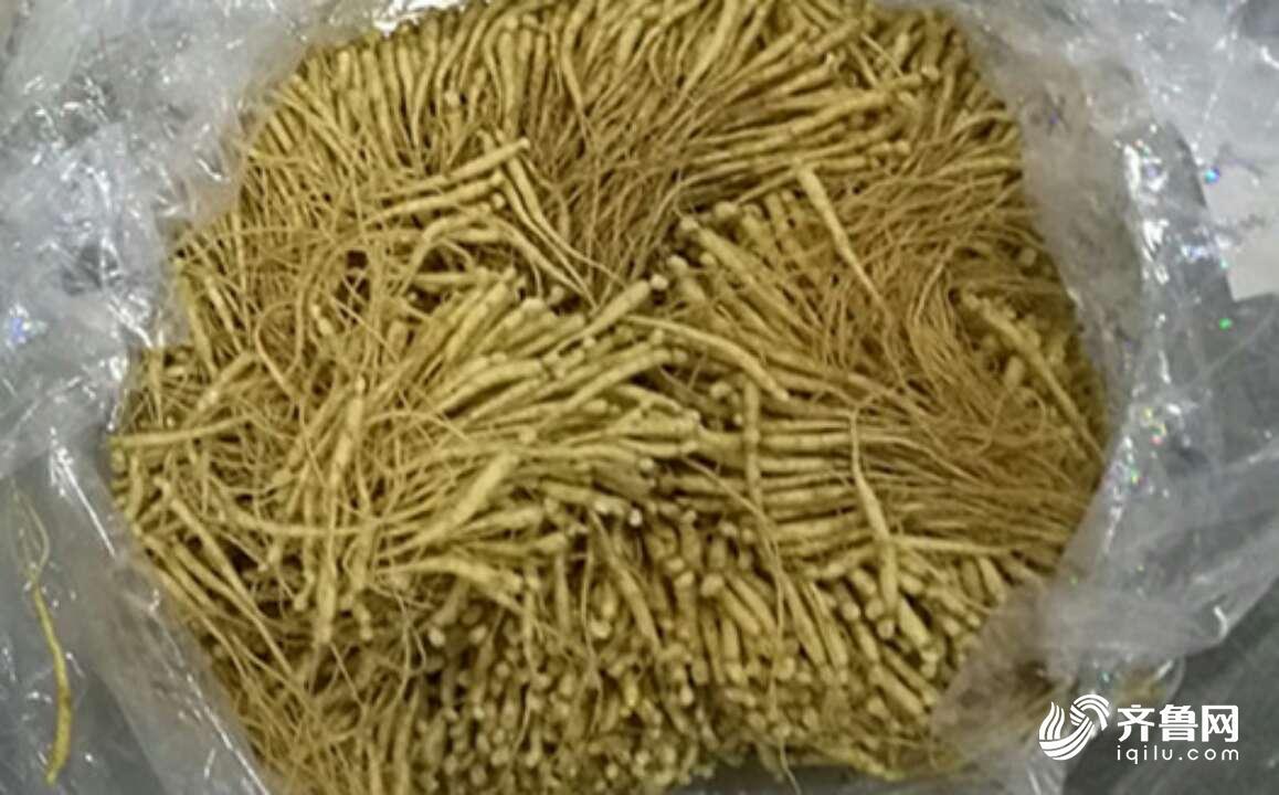 山东旅检口岸首次截获2万株鲜人参幼苗 总重9.1公斤