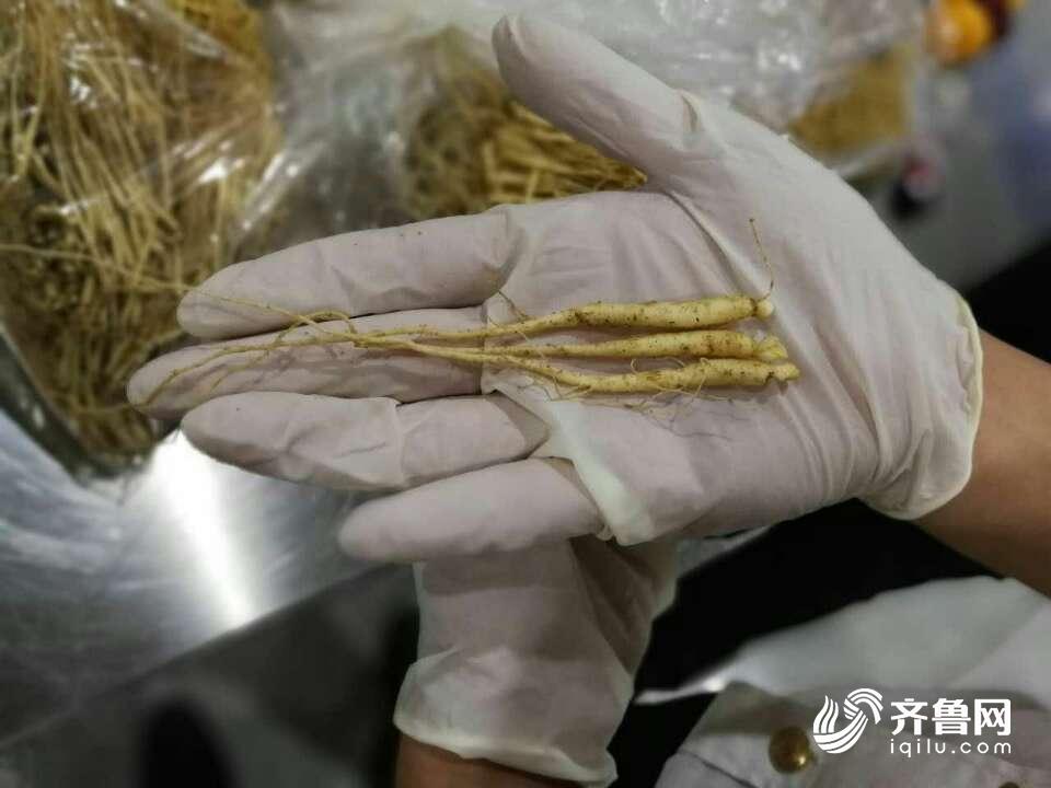 山东旅检口岸首次截获2万株鲜人参幼苗 总重9.1公斤