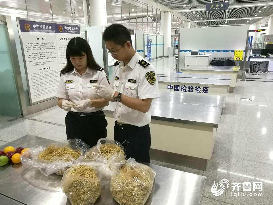 山东旅检口岸首次截获2万株鲜人参幼苗 总重9.1公斤
