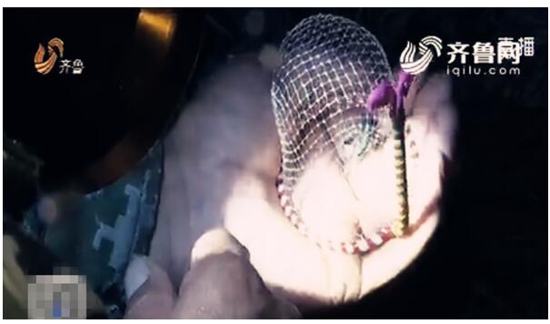 宁阳蟋蟀交易火爆“虫王”身价上万 蟋蟀猎人半夜下地忙