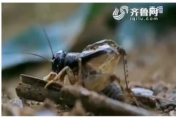 宁阳蟋蟀交易火爆“虫王”身价上万 蟋蟀猎人半夜下地忙