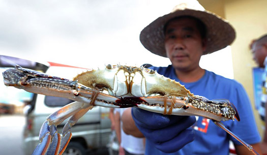 青岛：渔民海捕归来 一斤重大螃蟹供不应求