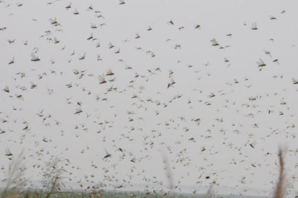 ɽ��Ϋ��Ͽɽˮ�⸽������������Ϯ �ɻ������ҷ�