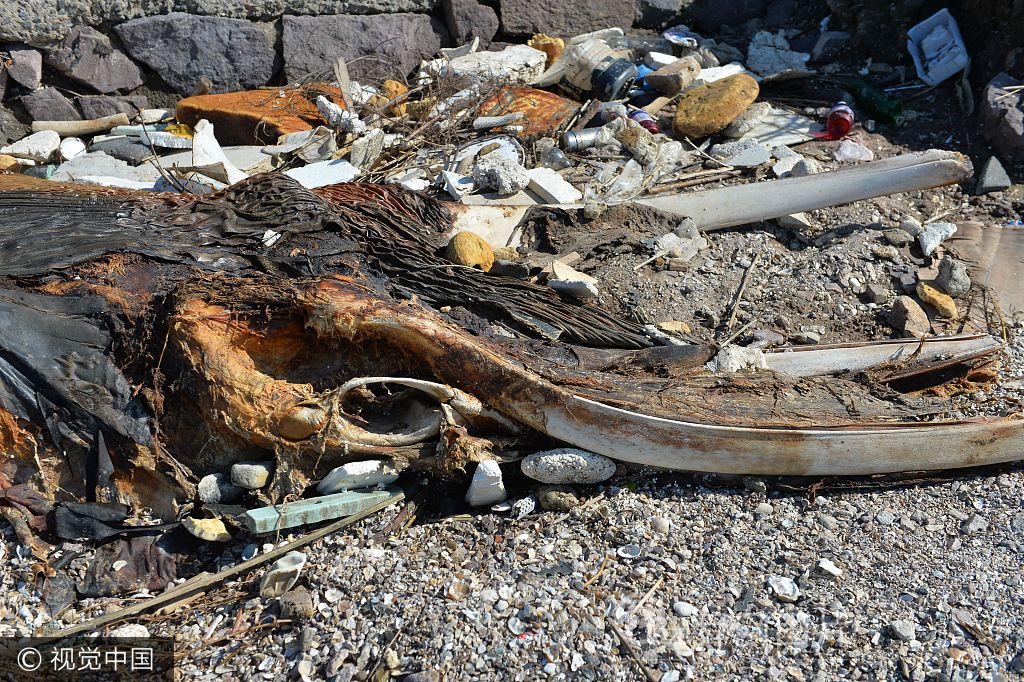 青岛一海滩现海洋生物遗骸 头骨巨大疑似鲸鱼