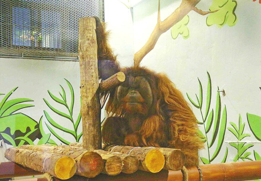 红毛猩猩“耶诺”来济 专职“奶爸”提前学起西班牙语