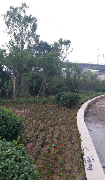 槐荫区铁路沿线整治 打造绿色景观带  