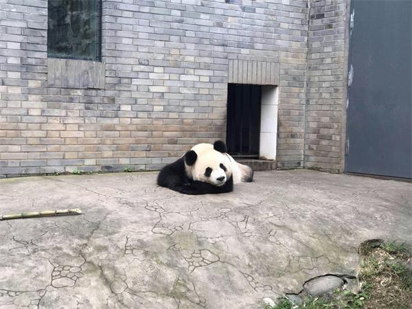 大熊猫雅吉要来啦 全济南第二只哦