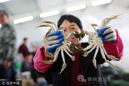 东营黄河口大闸蟹开捕上市 预计大闸蟹产量达6000吨