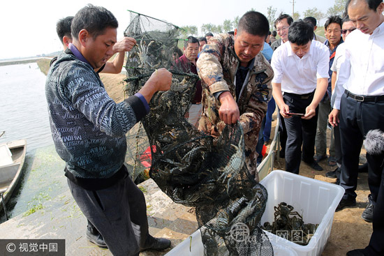东营黄河口大闸蟹开捕上市 预计大闸蟹产量达6000吨