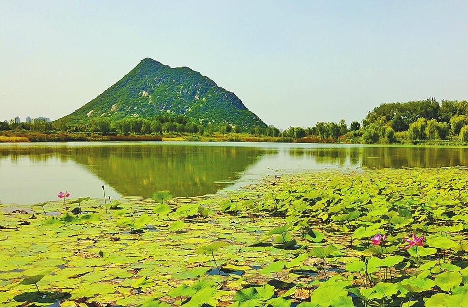 济南华山湿地芳容初露 景色宜人、美景如画