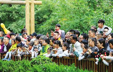 动物园大熊猫吃“月饼”过中秋
