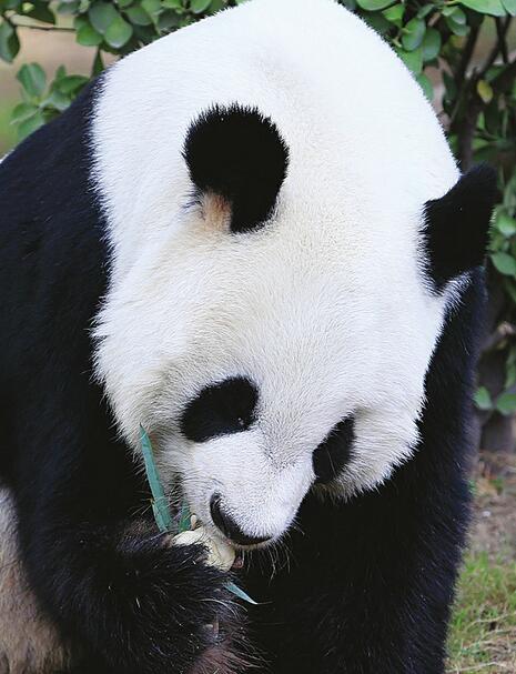 动物园大熊猫吃“月饼”过中秋