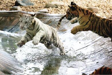 其实我不凶其实我很萌!济野12只虎宝宝齐亮相