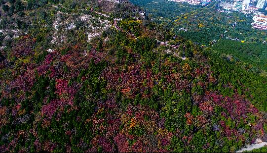 济南:霜降带来满山红 市区多处可赏红叶