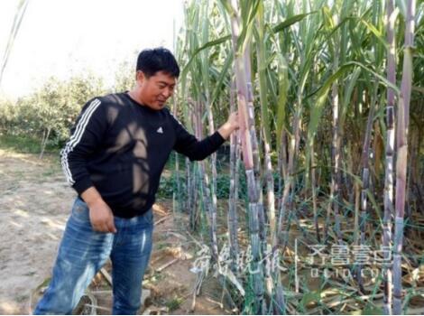 甘蔗熟了!平度村民成功试水南蔗北种 拟大面积种植