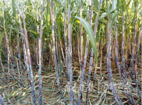 甘蔗熟了!平度村民成功试水南蔗北种 拟大面积种植