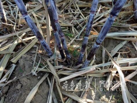 甘蔗熟了!平度村民成功试水南蔗北种 拟大面积种植