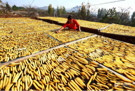 枣庄地瓜喜丰收 深加工后电商销售增值十几倍