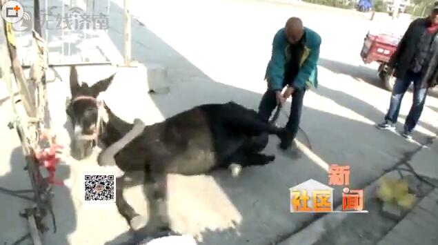 济南：马路上惊现“陷马坑” 街头上演“驴失前蹄”