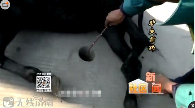 济南：马路上惊现“陷马坑” 街头上演“驴失前蹄”